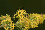 Yellow Spring bedstraw 